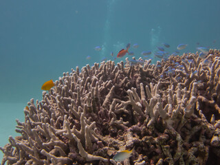 Fototapeta na wymiar 西表島の珊瑚と魚