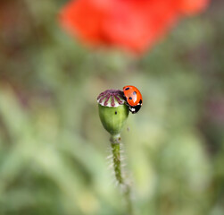 coccinelle pos&eacute;e