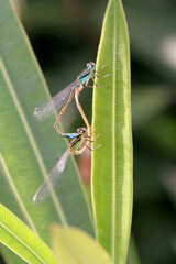 accouplement de demoiselles