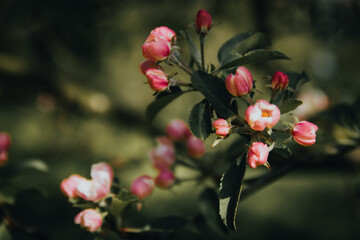 Fleurs de pommier