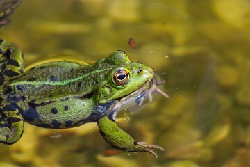 A green frog sitting in a pond