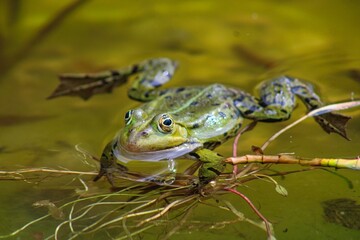 A green frog sitting in a pond