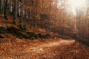 São Lourenço Beech Tree Forest, pathway leaves fall in ground landscape on autumnal background in November, Manteigas, Serra da Estrela, Portugal.