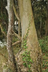 Enredadera sobre eucalipto