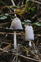 Mushrooms. Fungi. Coprinus comatus, the shaggy ink cap, lawyer's wig, or shaggy mane.