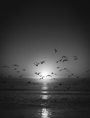 seagulls on the beach