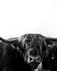 black and white portrait of a cow with long hair