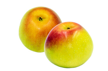 Two Kanzi Apples after harvesting