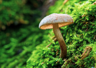 Mushrooms in morning light on a Green Moss in the Forest of October