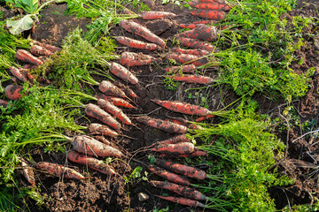 A farmer harvesting carrots.