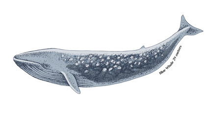 Blue whale isolated on white background © Marina Gorskaya