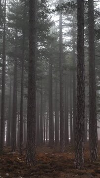 Vertical Video Misty Forest flight between trees in the foggy forest
