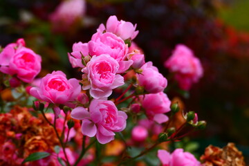 herbstliche Rosenblüte