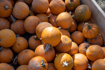 Calabazas en Halloween, Oto&ntilde;o d&iacute;a de muertos