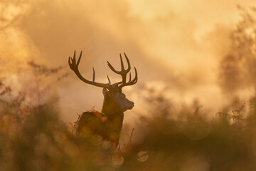 Red deer in morning mist
