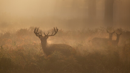 Red deer and hinds on a misty morning