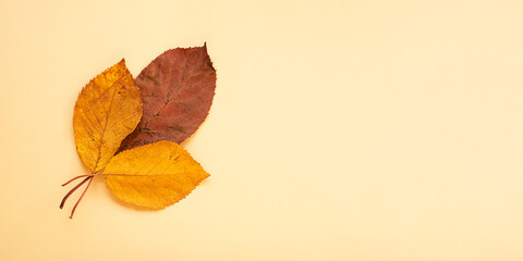 Dry autumn leafs on pastel background.Large banner with negative space.