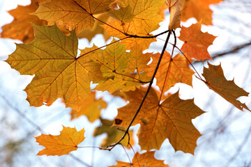 Fototapeta na wymiar Orange maple leaves on a tree branch against sky. Autumn season, natural fall background