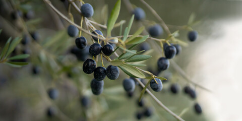 Branch with juicy olives in the garden.