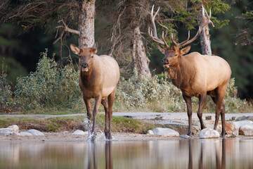 A bull elk chasing a cow elk along the edge of a lake with reflections of the elks in the water 