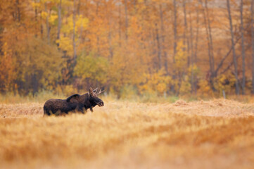 A bull moose walking across a field backdropped by trees in fall colors