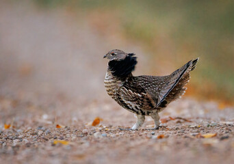 A ruffed grouse walking across a gravel road in the fall 