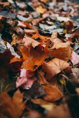 autumn leaves on the ground