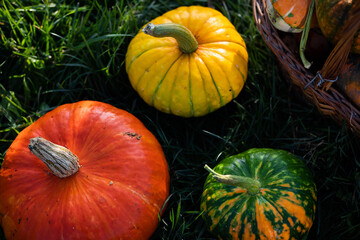 autumn decorative pumpkins. Thanksgiving or Halloween holiday  harvest concept.
