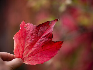 Autumn season Falls Maple leaves