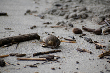Wildlife of Manuel Antonio Natural Park Costa Rica