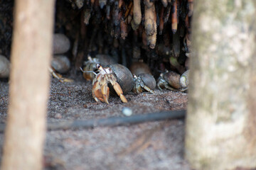 Wildlife of Manuel Antonio Natural Park Costa Rica