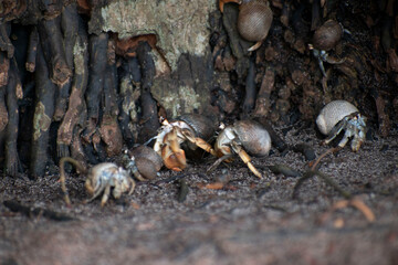 Wildlife of Manuel Antonio Natural Park Costa Rica