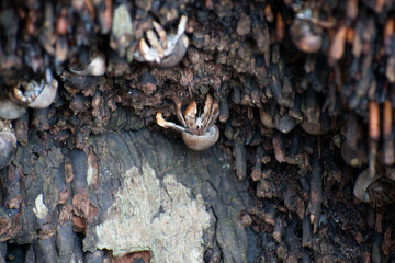 Wildlife of Manuel Antonio Natural Park Costa Rica