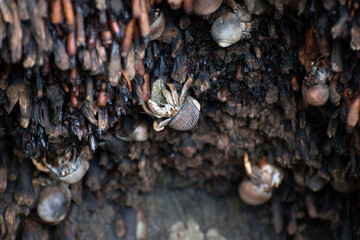 Wildlife of Manuel Antonio Natural Park Costa Rica