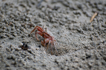Wildlife of Manuel Antonio Natural Park Costa Rica