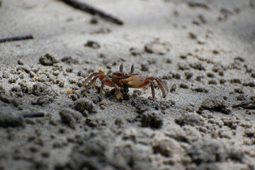 Wildlife of Manuel Antonio Natural Park Costa Rica