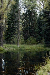 Pond along the path of Rio Grande Trail in Aspen, Colorado