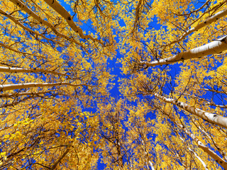 Aspen trees in autumn looking to the sky