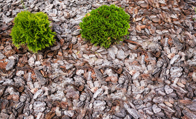 Thuja with decorative landscape pine bark mulch. Close-up. Copy space. View from above. Natural background, pattern. Chips. Landscape design pine bark mulch. Place for text.