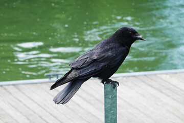 A black crow with a broken beak	