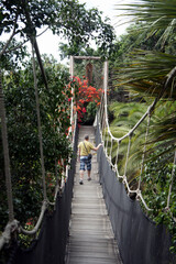 A man on a suspension bridge in a tropical forest.