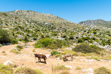 Bushy landscape with donkeys on the Bozburun Peninsula in Mugla province of Turkey