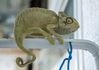 Common chameleon (Chamaeleo chamaeleon) in Turkey © Alizada Images