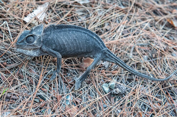 Common chameleon (Chamaeleo chamaeleon) in Turkey
