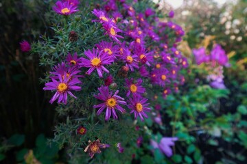Obraz premium flowers in the garden