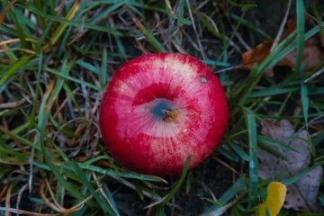 red apples in the grass