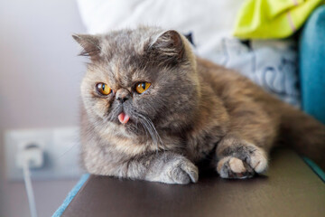 Close-up of a cat sitting on a wooden shelf in room interior. The cat shows tongue.