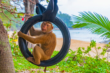 Monkey macaque chained on tires in jungle on beach Thailand. © Arkadi