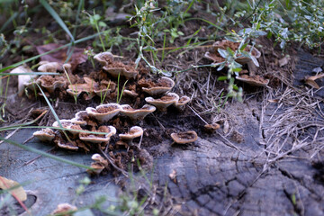 Mushrooms on the tree