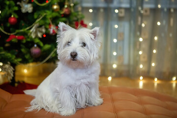 White terrier dog at home on the background of a Christmas tree for the background of the New Year holiday